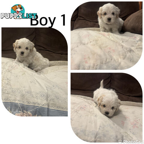 Maltese Shih Tzu puppies