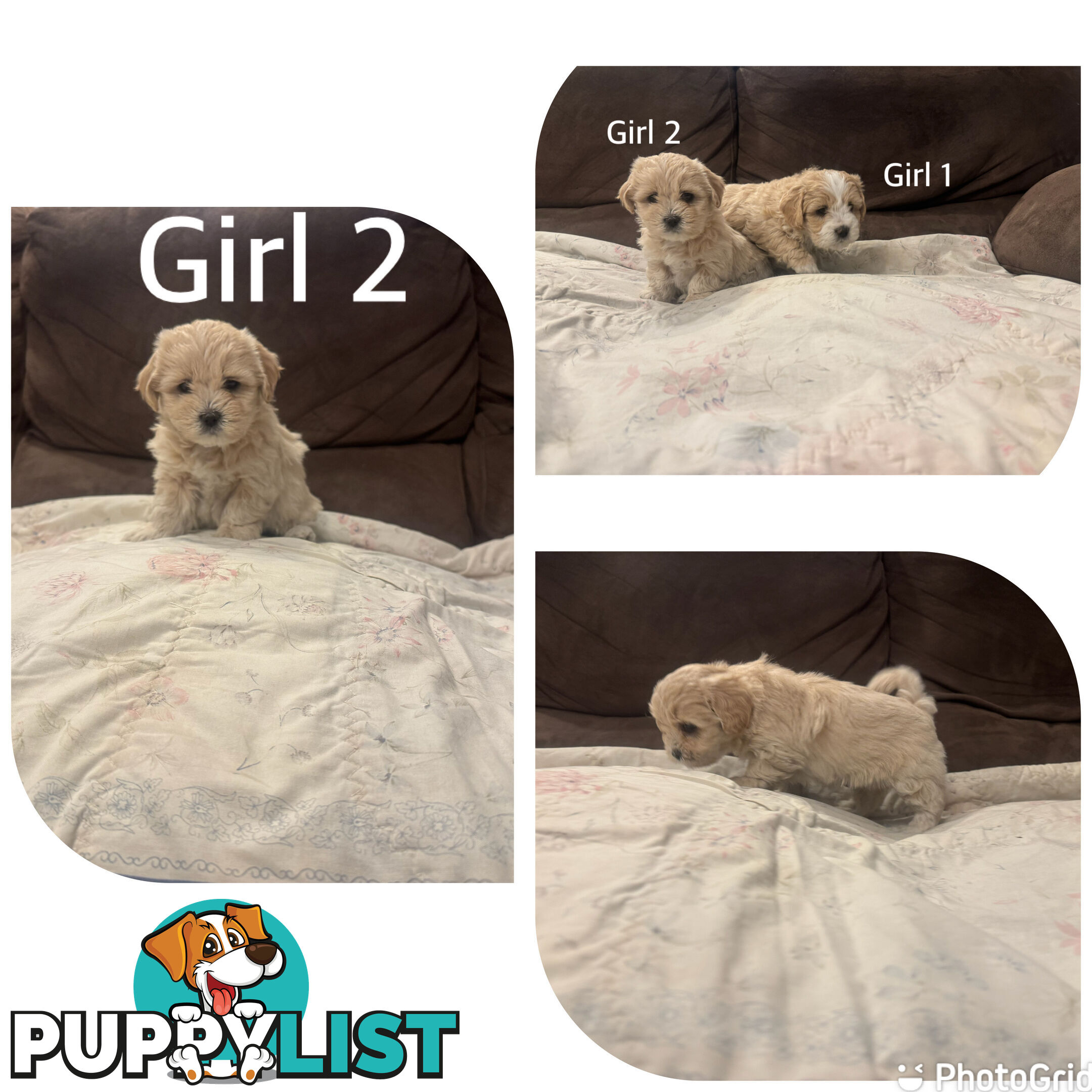 Maltese Shih Tzu puppies