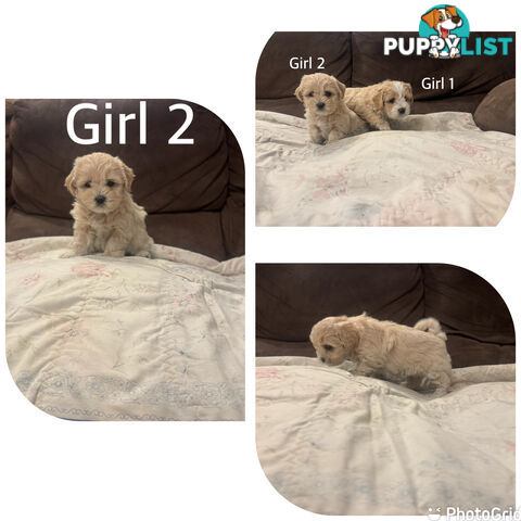 Maltese Shih Tzu puppies