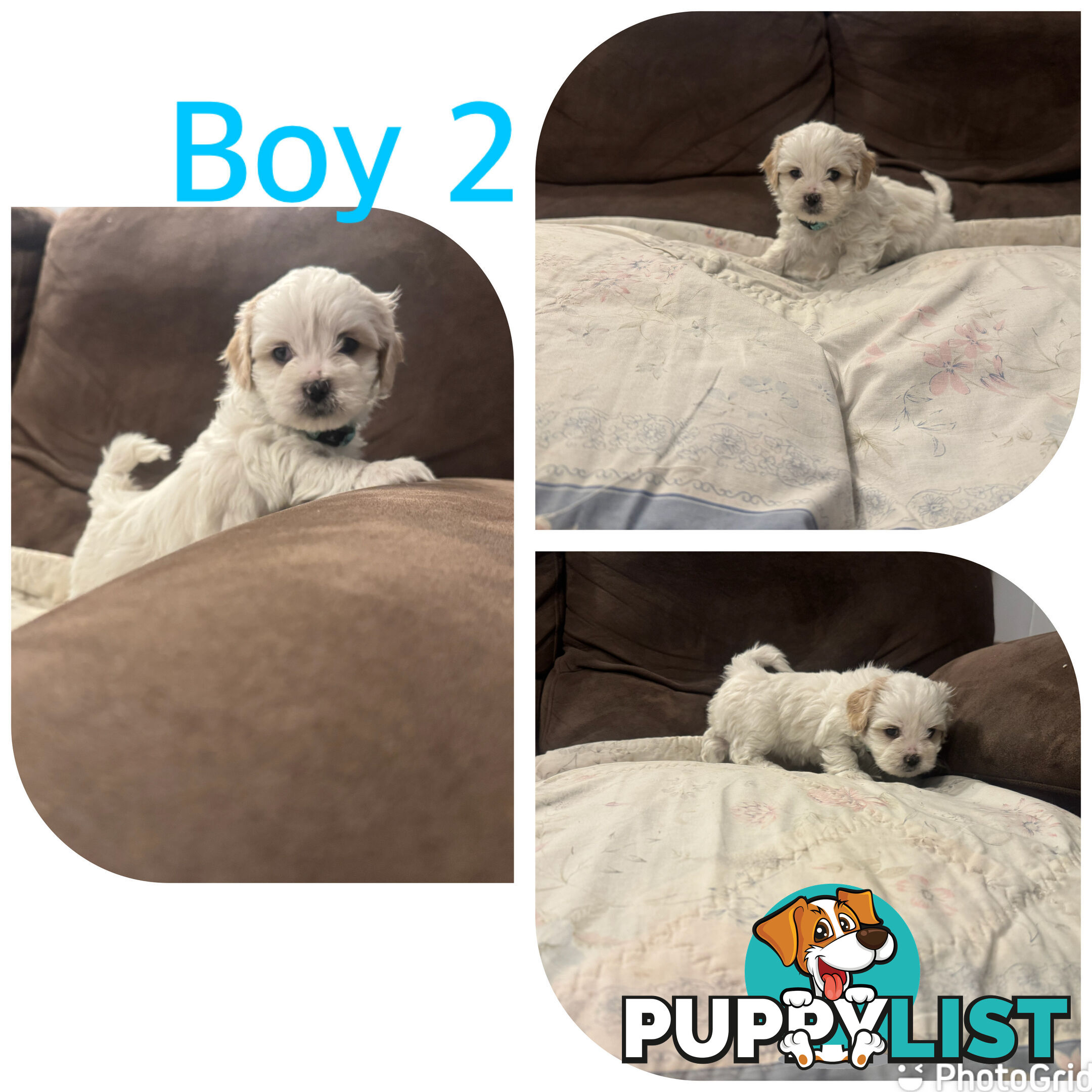 Maltese Shih Tzu puppies