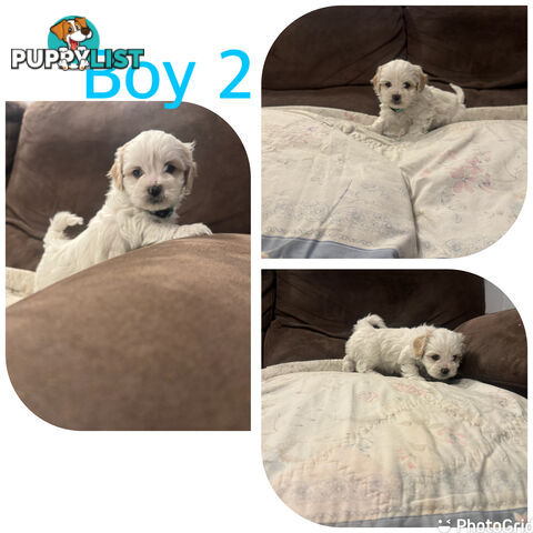 Maltese Shih Tzu puppies