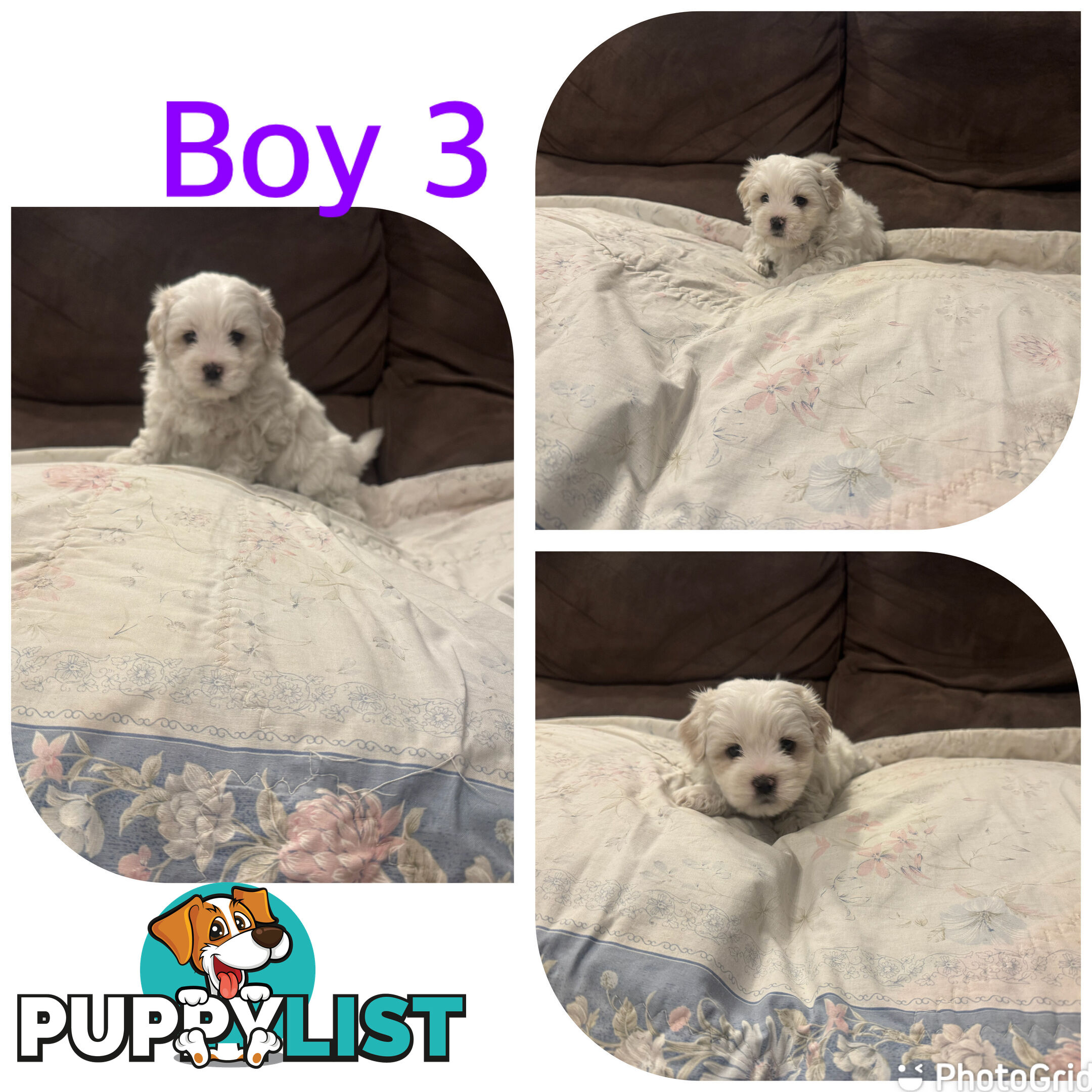 Maltese Shih Tzu puppies