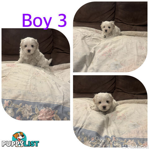 Maltese Shih Tzu puppies