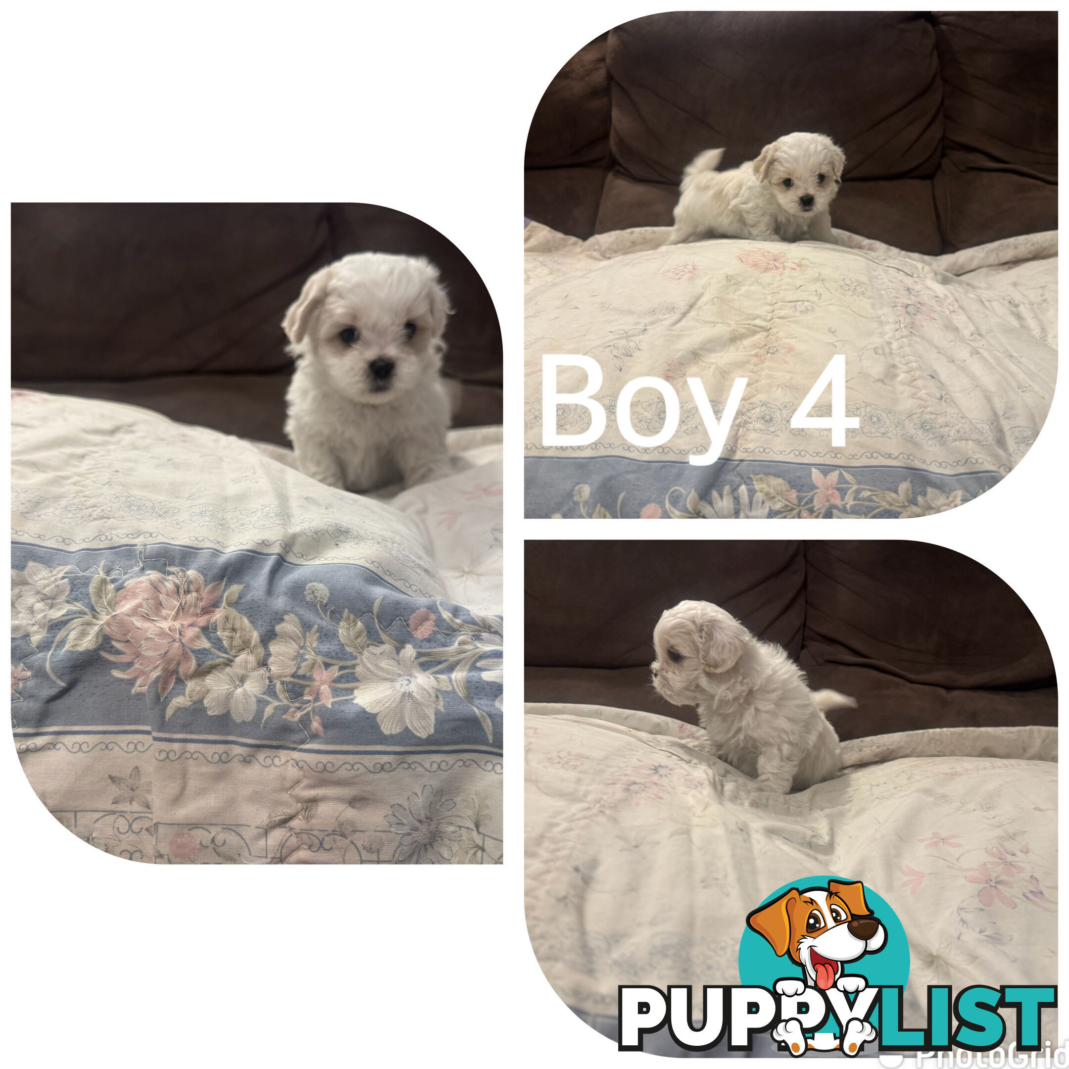 Maltese Shih Tzu puppies