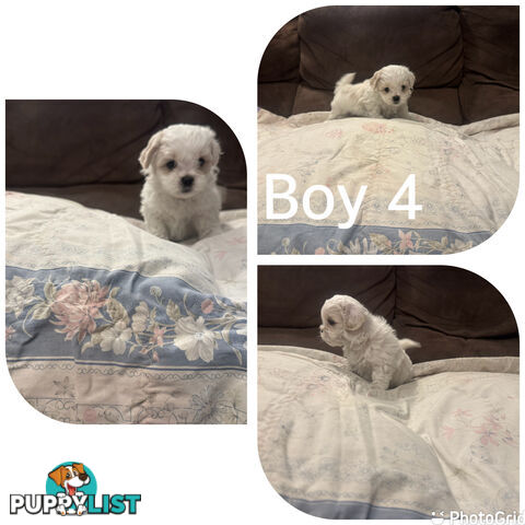 Maltese Shih Tzu puppies