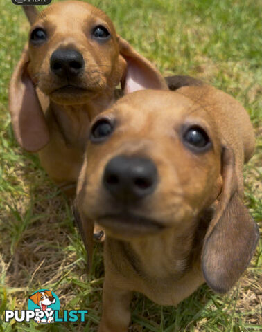 Dachshund mini Puppys