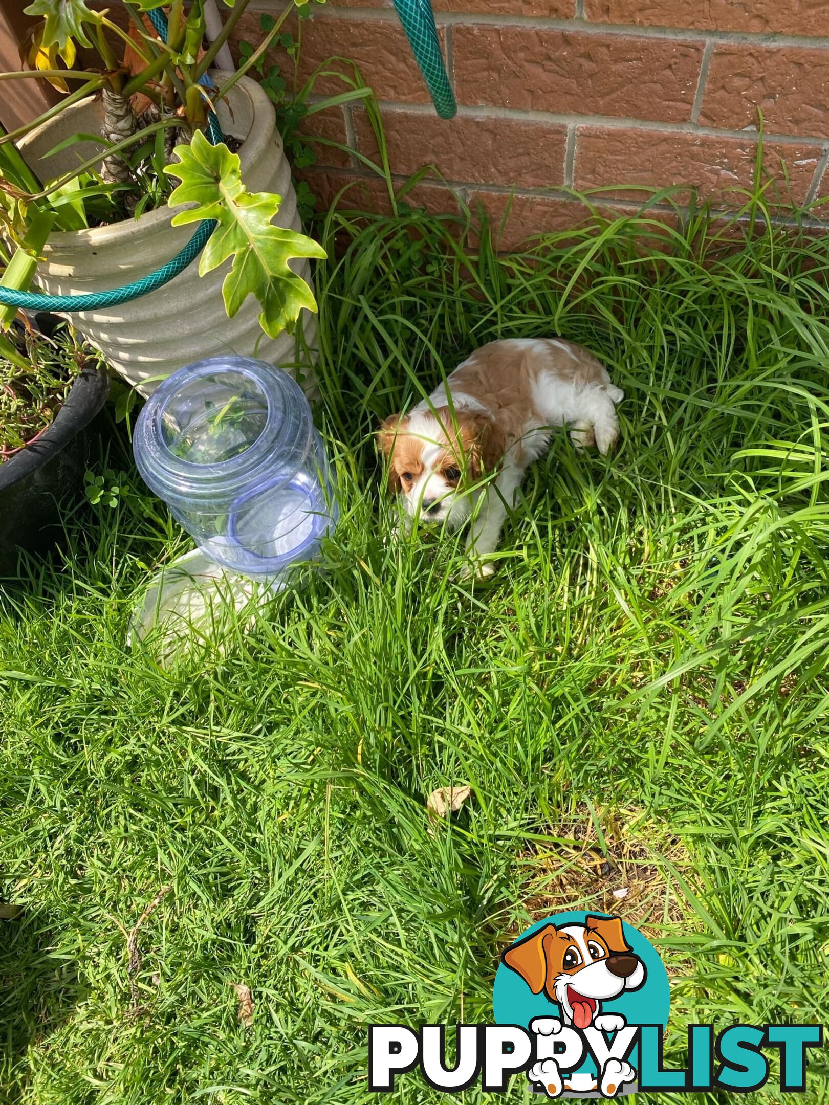 Cavalier King Charles Spaniel, pure bred, Eight week old male Blenheim  male puppy