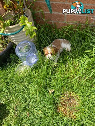 Cavalier King Charles Spaniel, pure bred, Eight week old male Blenheim  male puppy