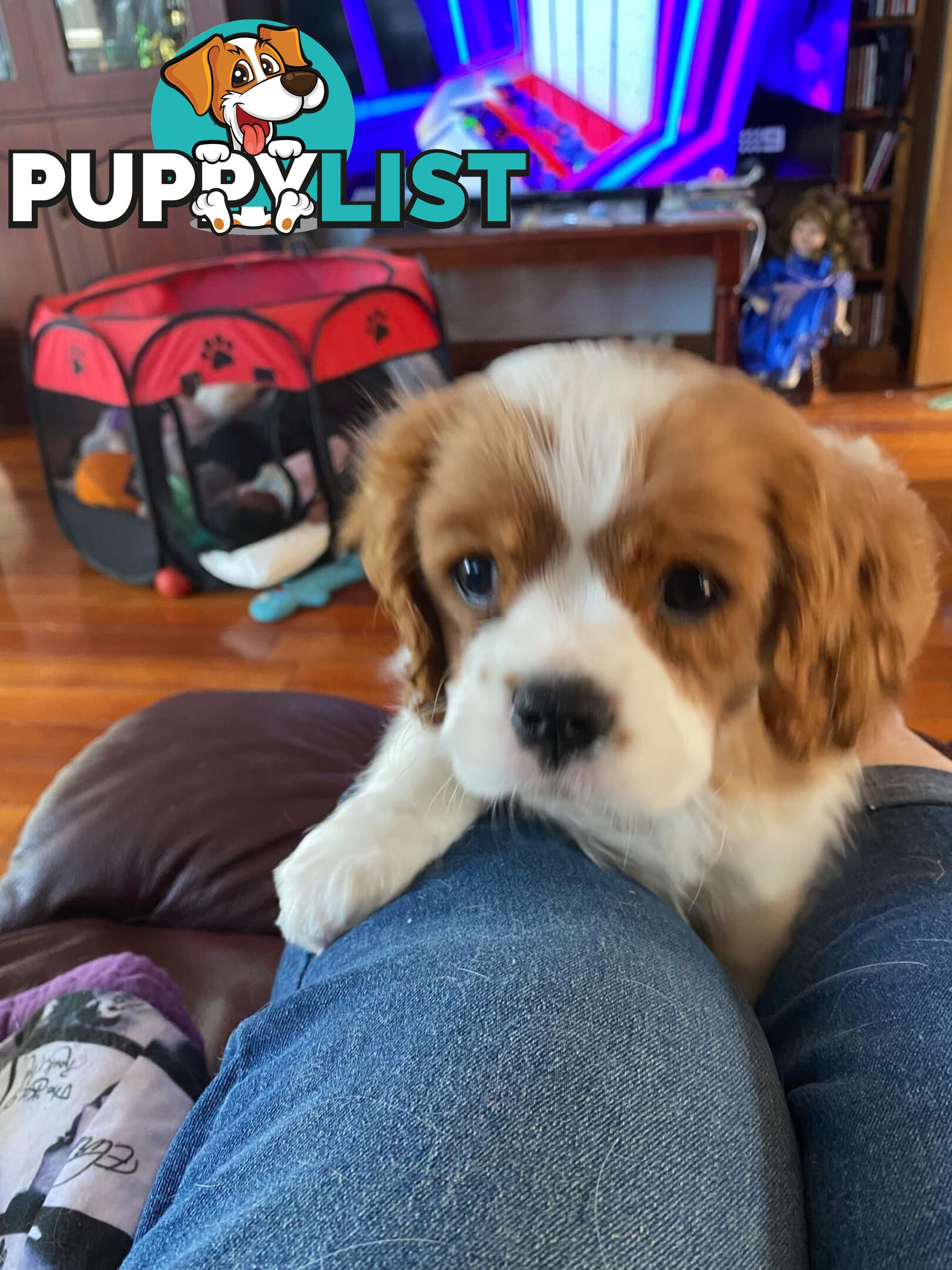 Cavalier King Charles Spaniel, pure bred, Eight week old male Blenheim  male puppy