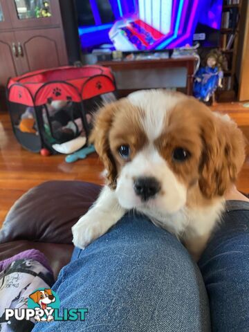 Cavalier King Charles Spaniel, pure bred, Eight week old male Blenheim  male puppy