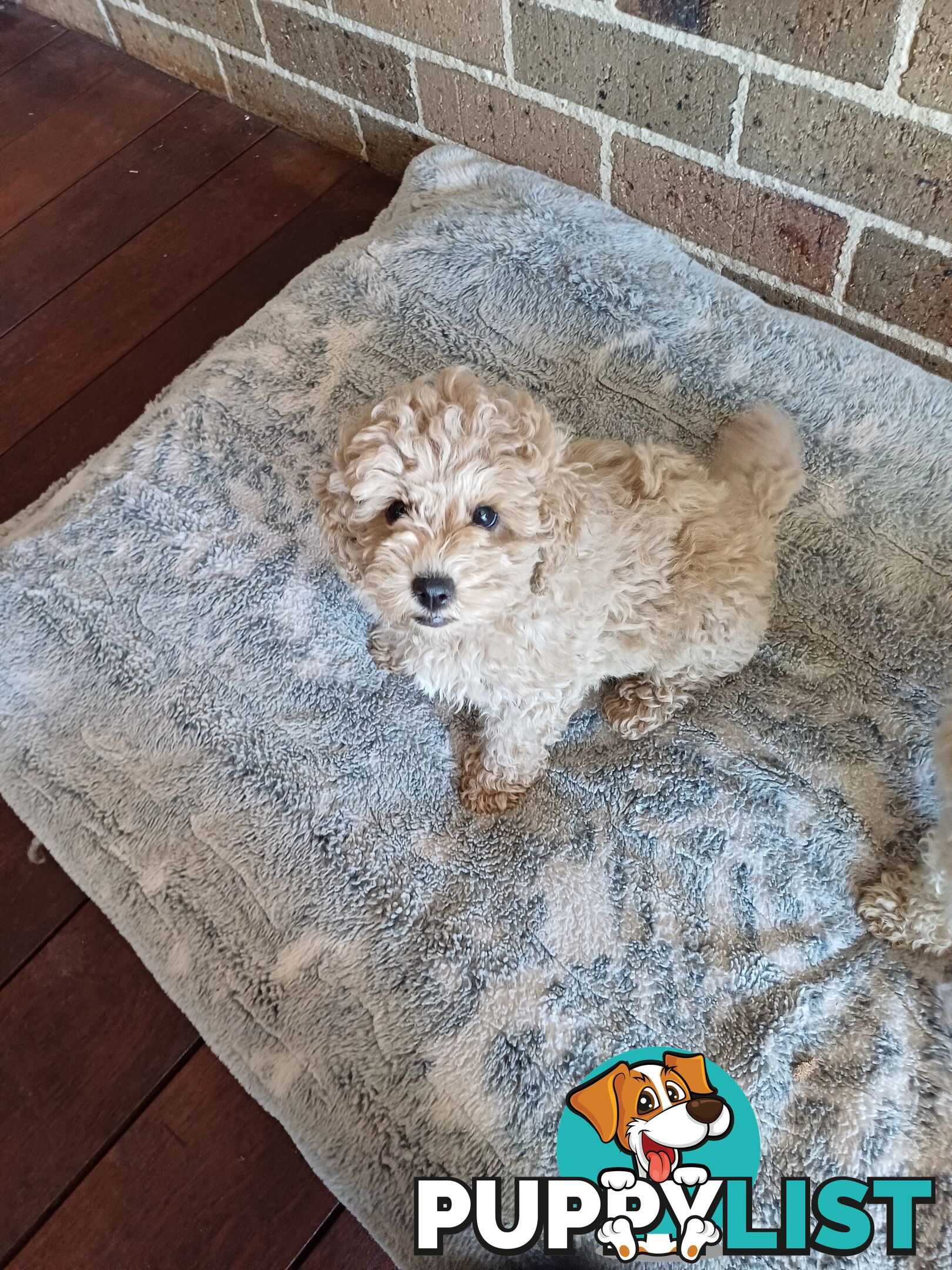 Toy poodle puppies ready for forever homes