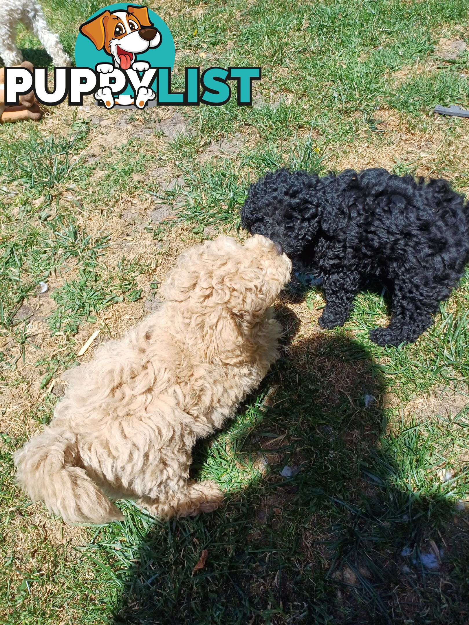 Toy poodle puppies ready for forever homes