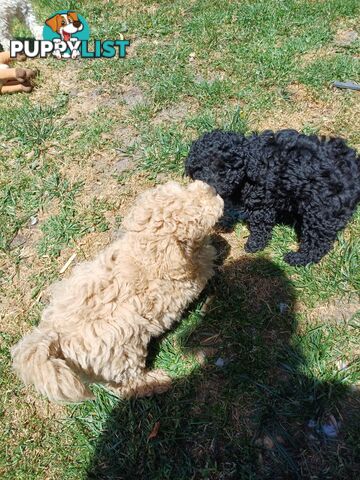 Toy poodle puppies ready for forever homes