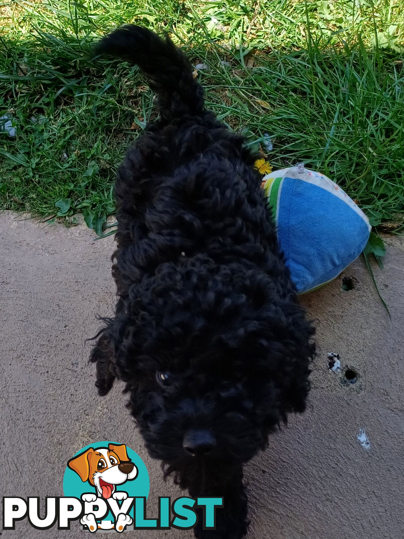 Toy poodle puppies ready for forever homes