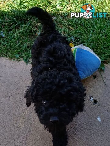 Toy poodle puppies ready for forever homes