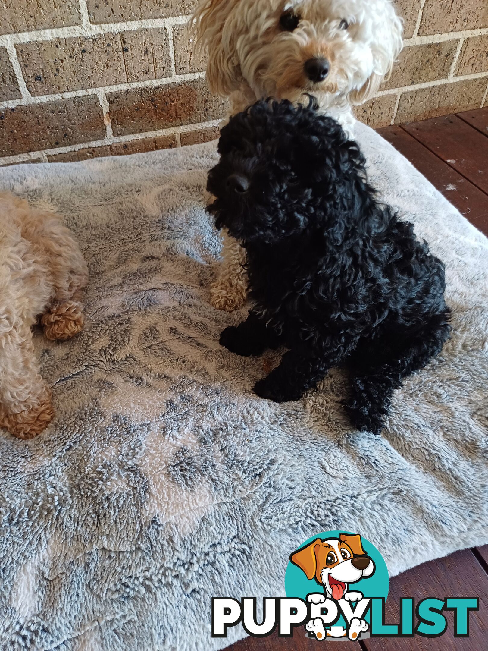 Toy poodle puppies ready for forever homes