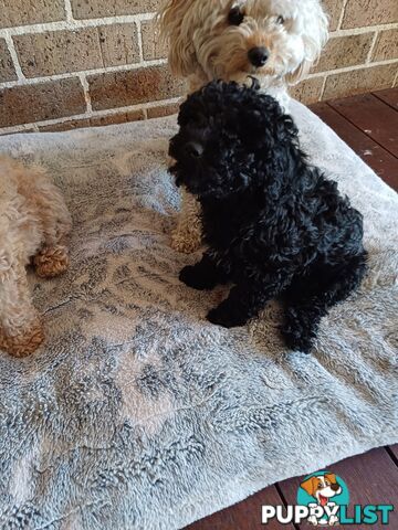 Toy poodle puppies ready for forever homes