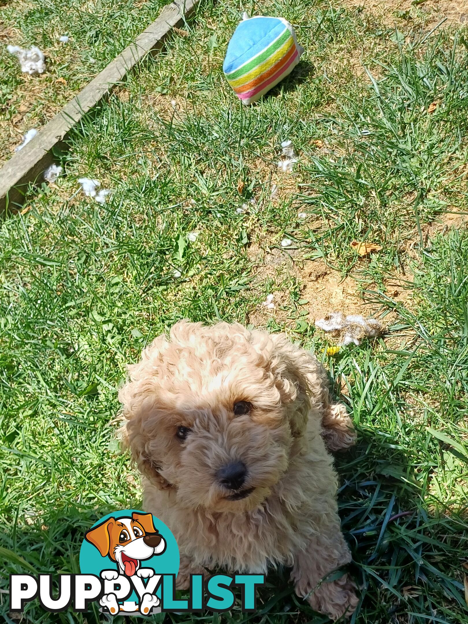 Toy poodle puppies ready for forever homes