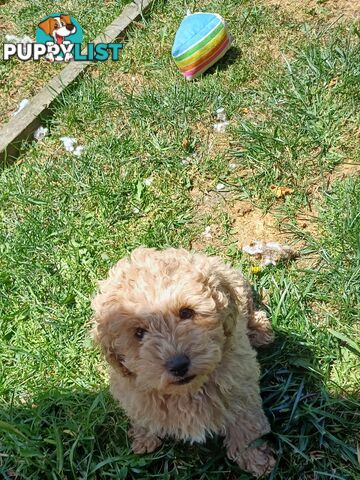 Toy poodle puppies ready for forever homes