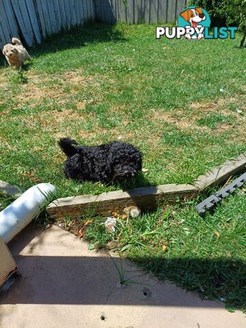 Toy poodle puppies ready for forever homes