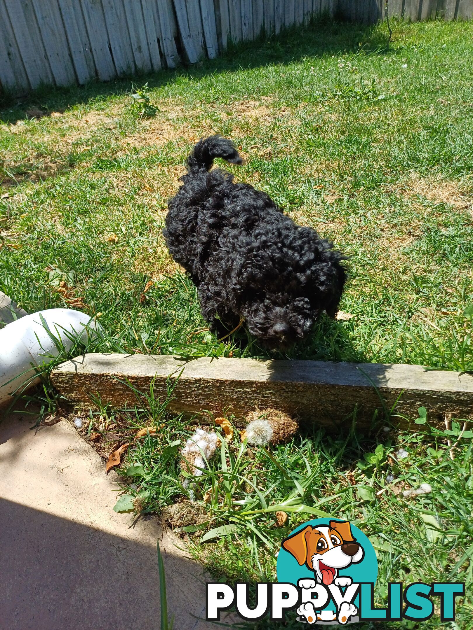 Toy poodle puppies ready for forever homes