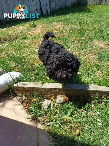 Toy poodle puppies ready for forever homes