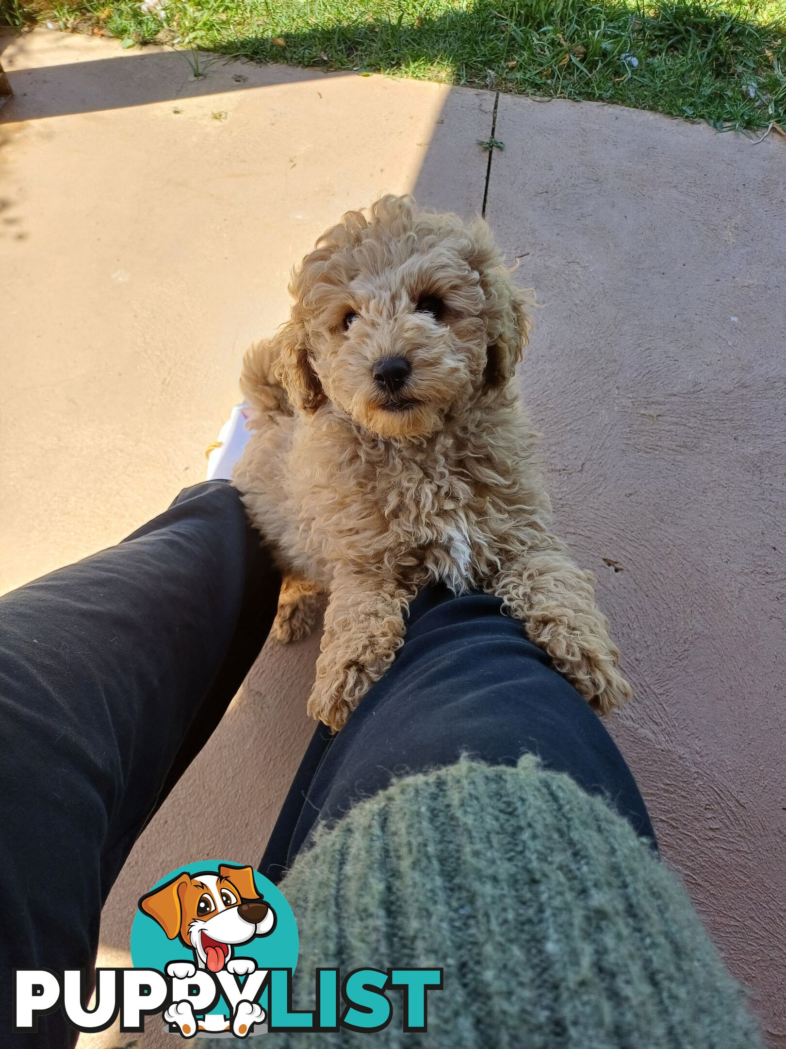 Toy poodle puppies ready for forever homes