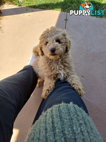 Toy poodle puppies ready for forever homes