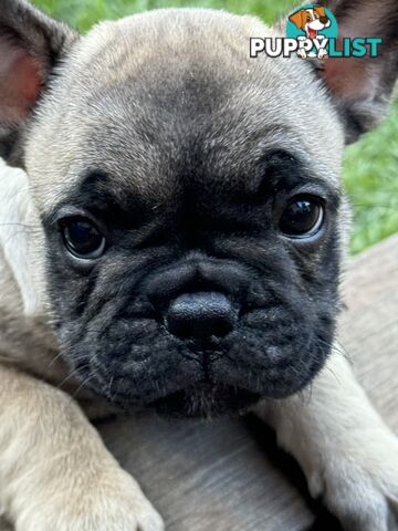 Adorable Purebred French Bulldogs