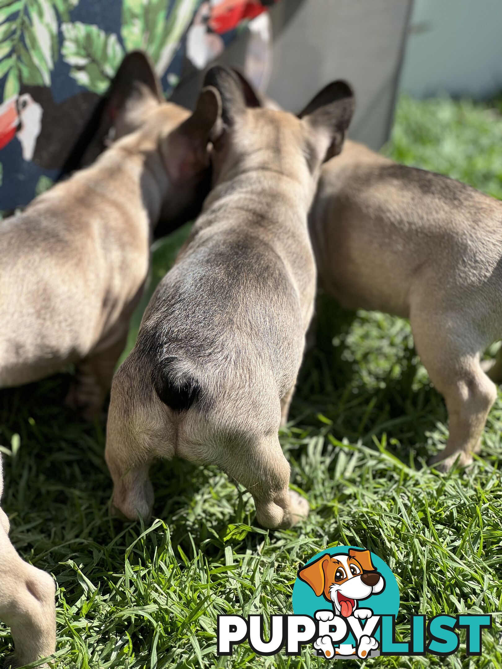 Adorable Purebred French Bulldogs