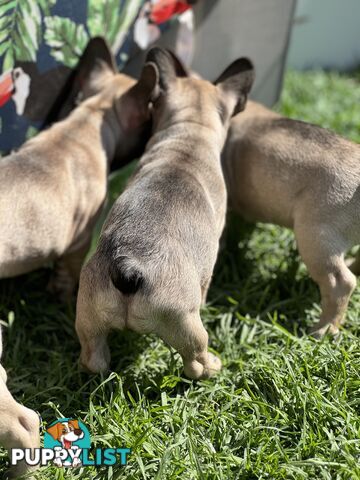 Adorable Purebred French Bulldogs