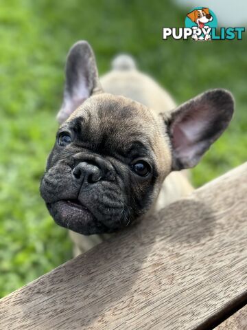 Adorable Purebred French Bulldogs