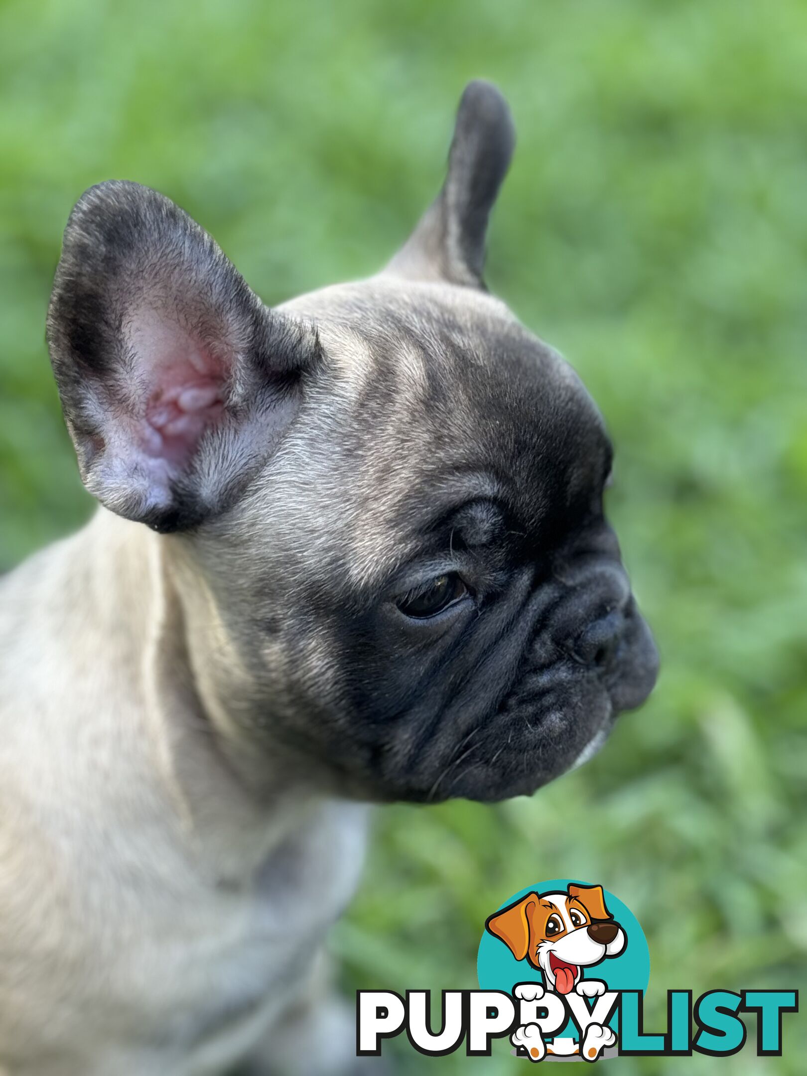 Adorable Purebred French Bulldogs