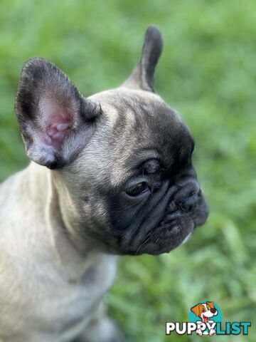 Adorable Purebred French Bulldogs