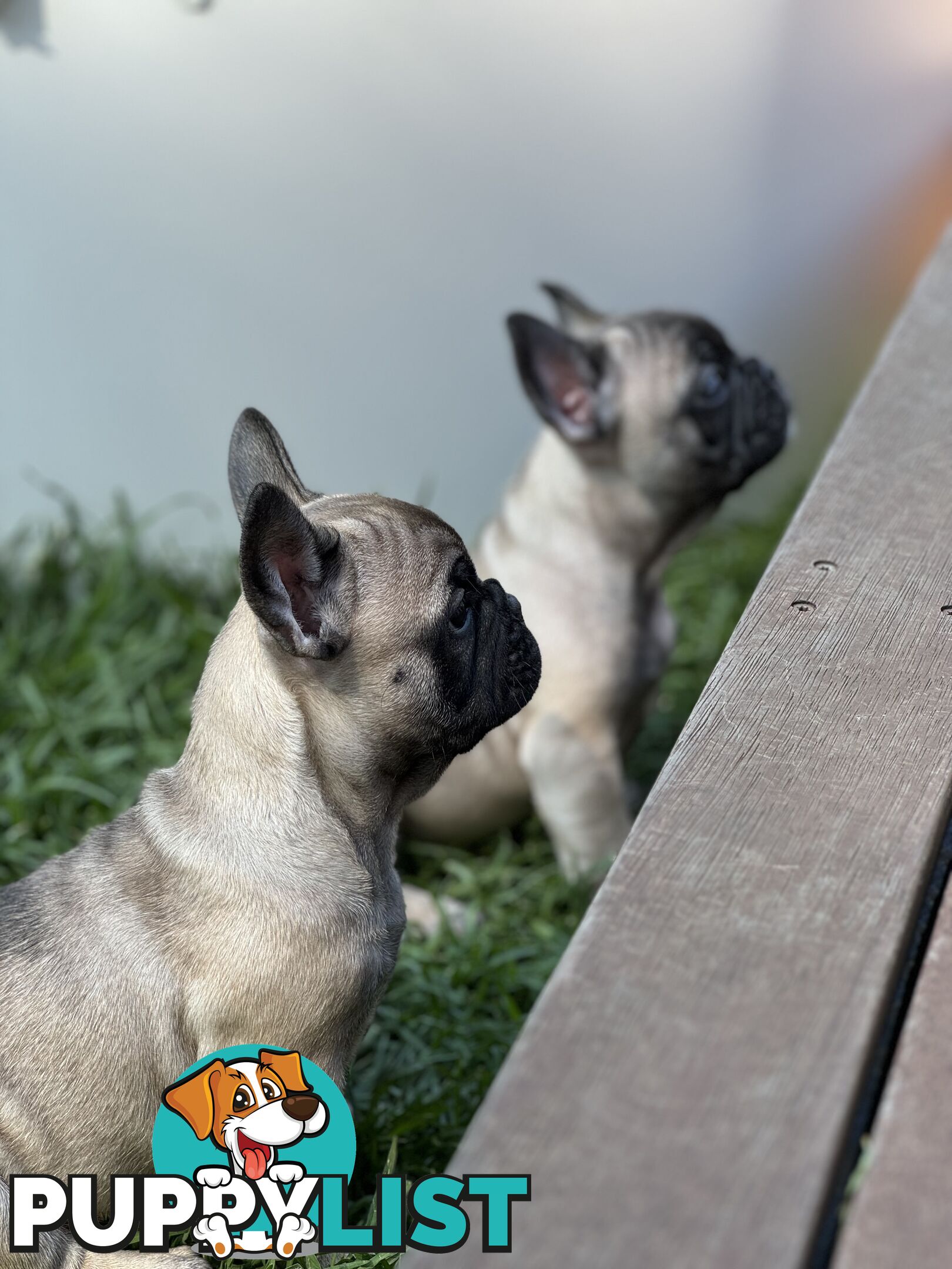 Adorable Purebred French Bulldogs