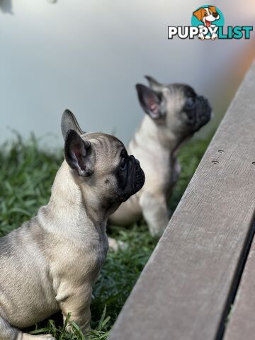 Adorable Purebred French Bulldogs