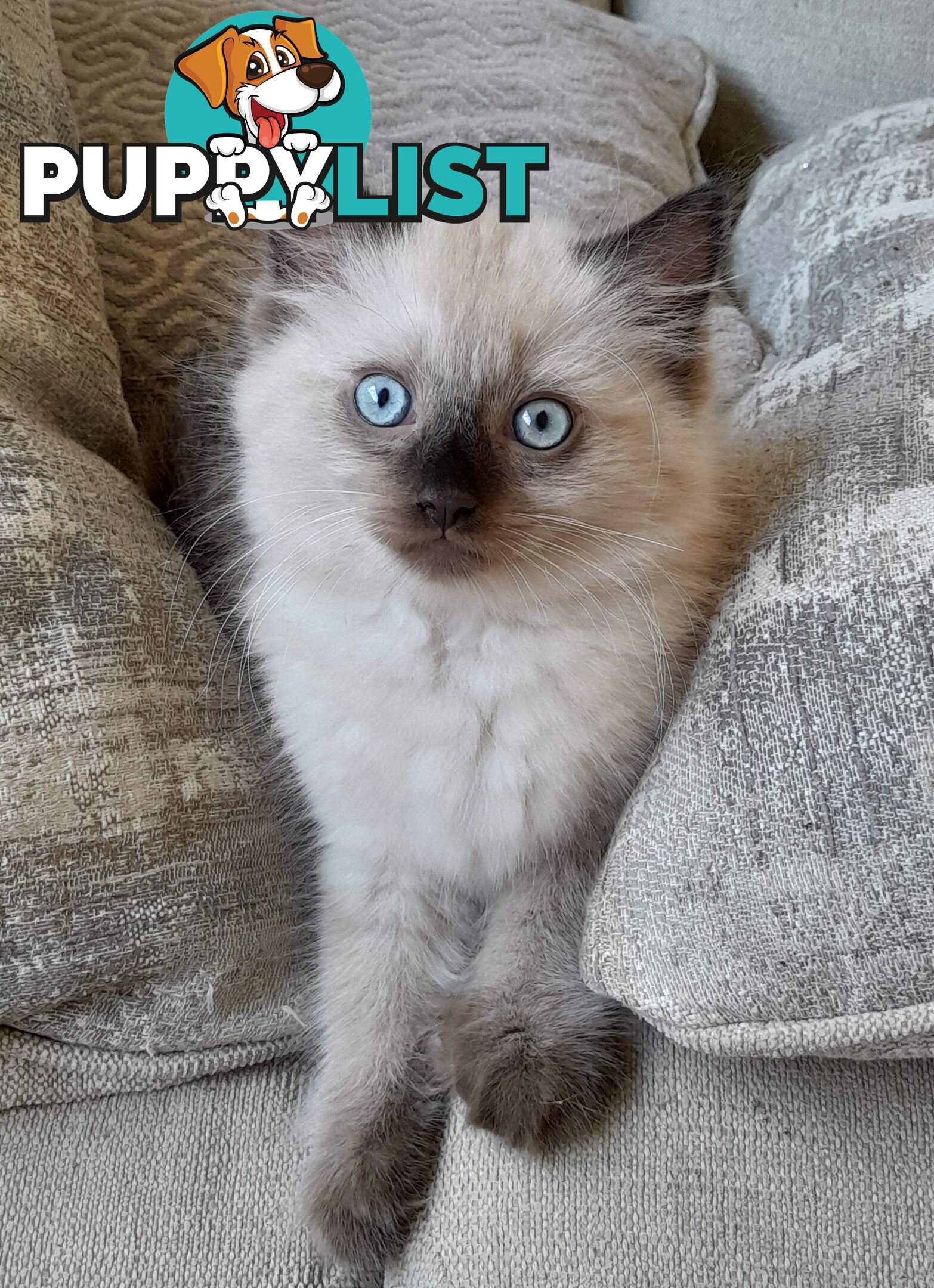 Chocolate Point Ragdoll Kittens