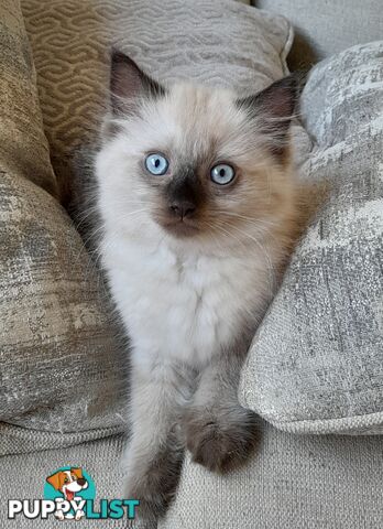 Chocolate Point Ragdoll Kittens