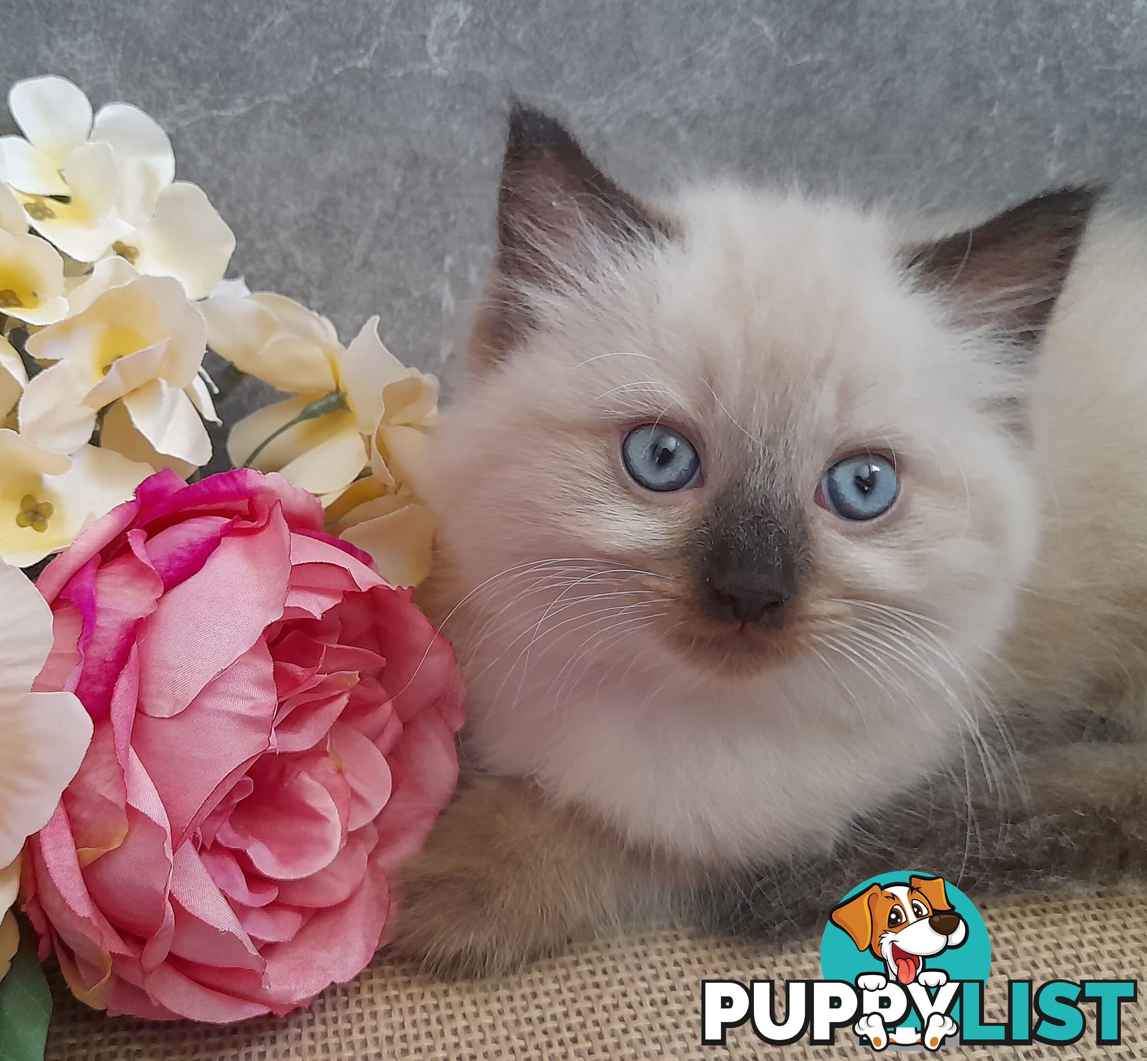 Chocolate Point Ragdoll Kittens