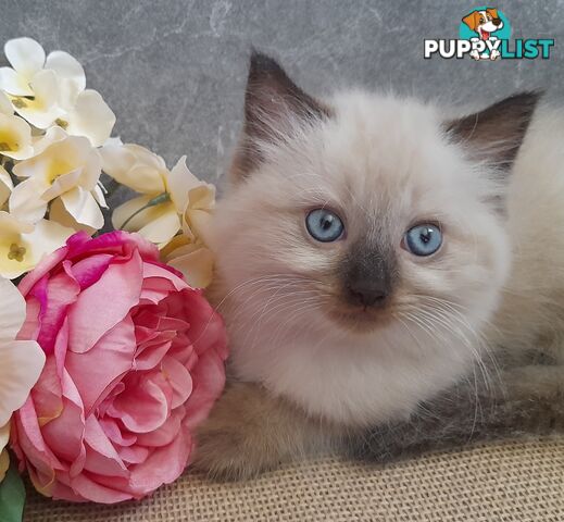 Chocolate Point Ragdoll Kittens
