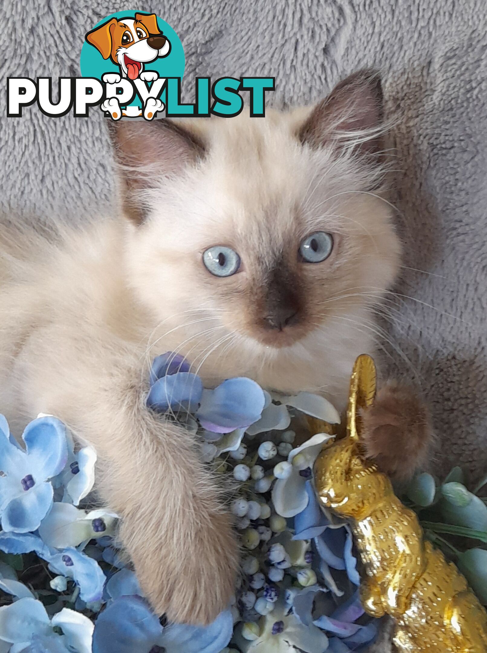 Chocolate Point Ragdoll Kittens
