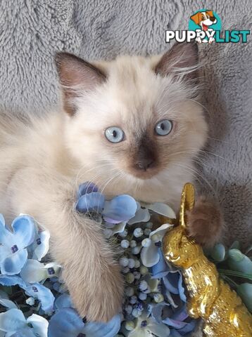 Chocolate Point Ragdoll Kittens