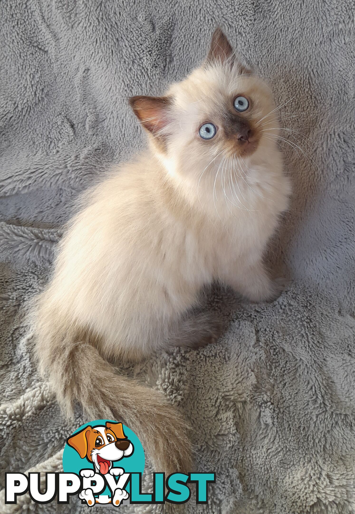 Chocolate Point Ragdoll Kittens