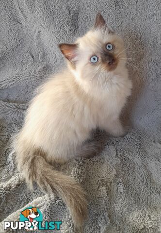 Chocolate Point Ragdoll Kittens
