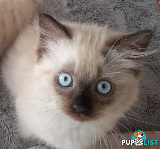 Chocolate Point Ragdoll Kittens