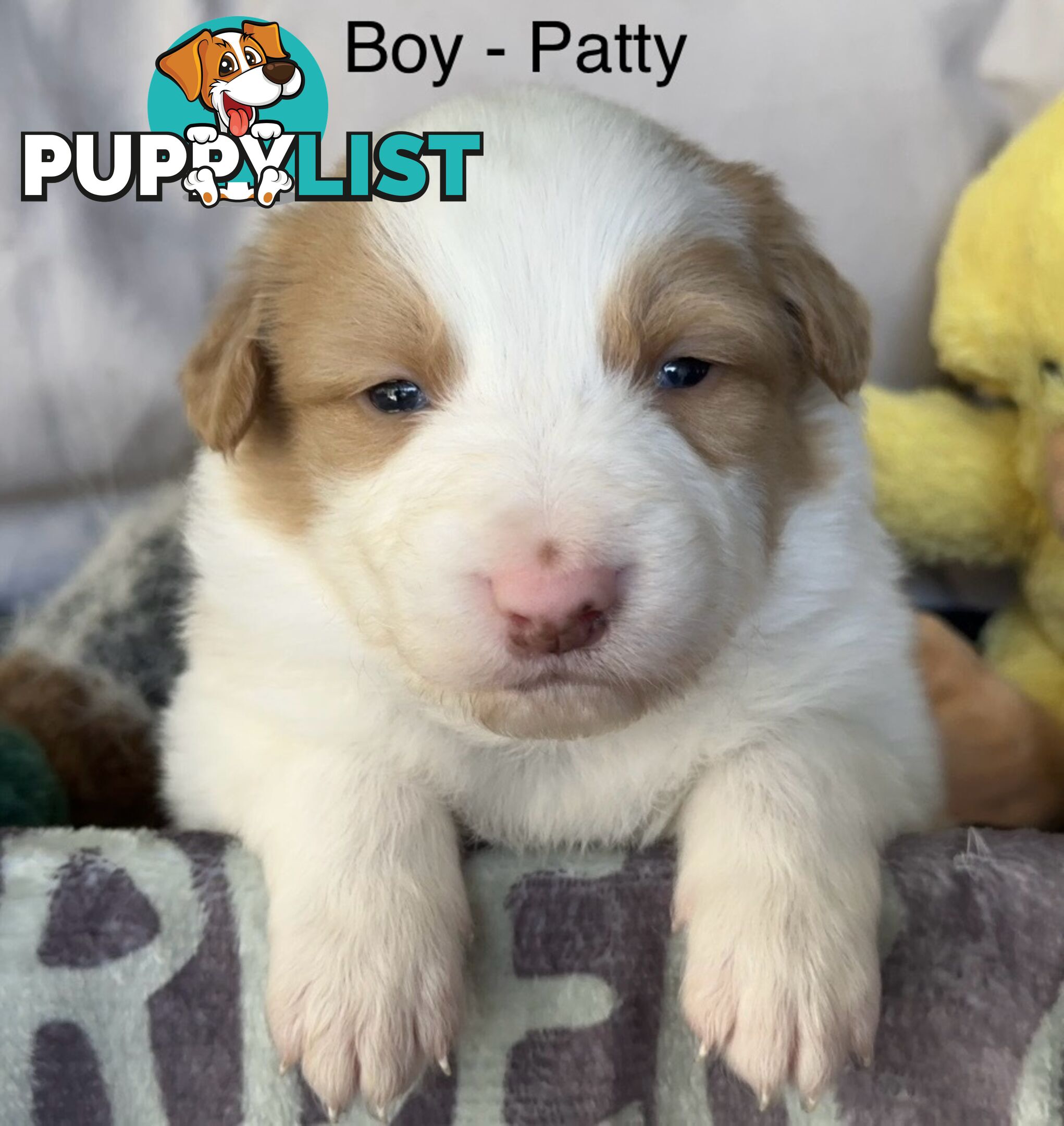 Border Collie Puppies