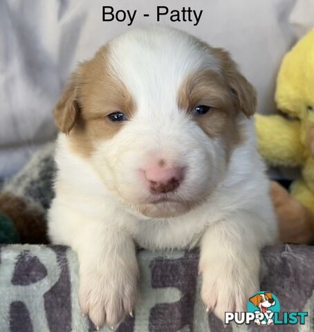 Border Collie Puppies