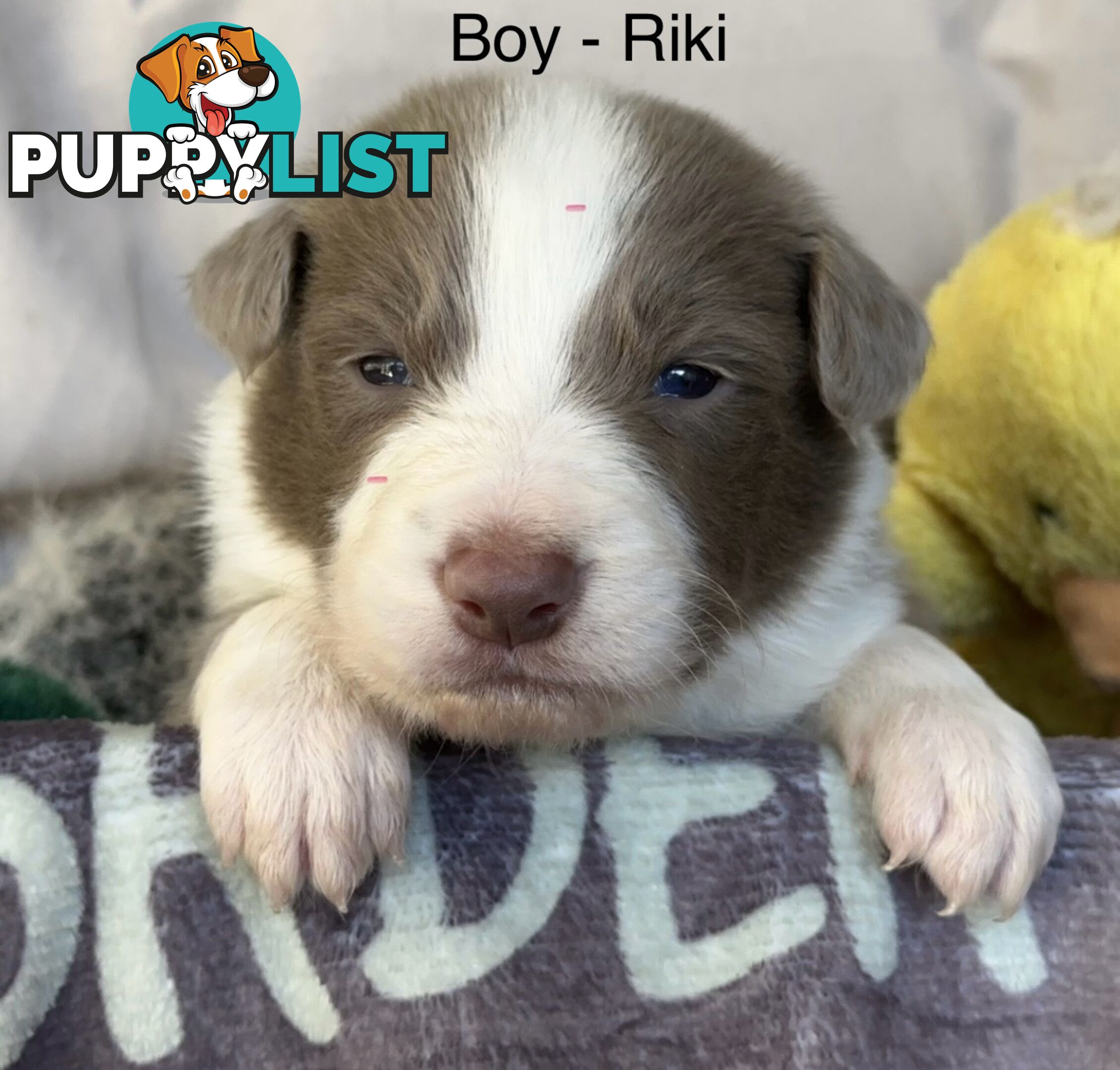 Border Collie Puppies