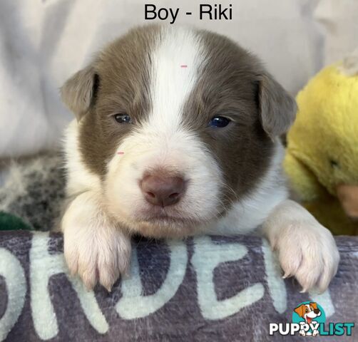 Border Collie Puppies