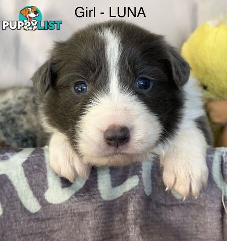 Border Collie Puppies